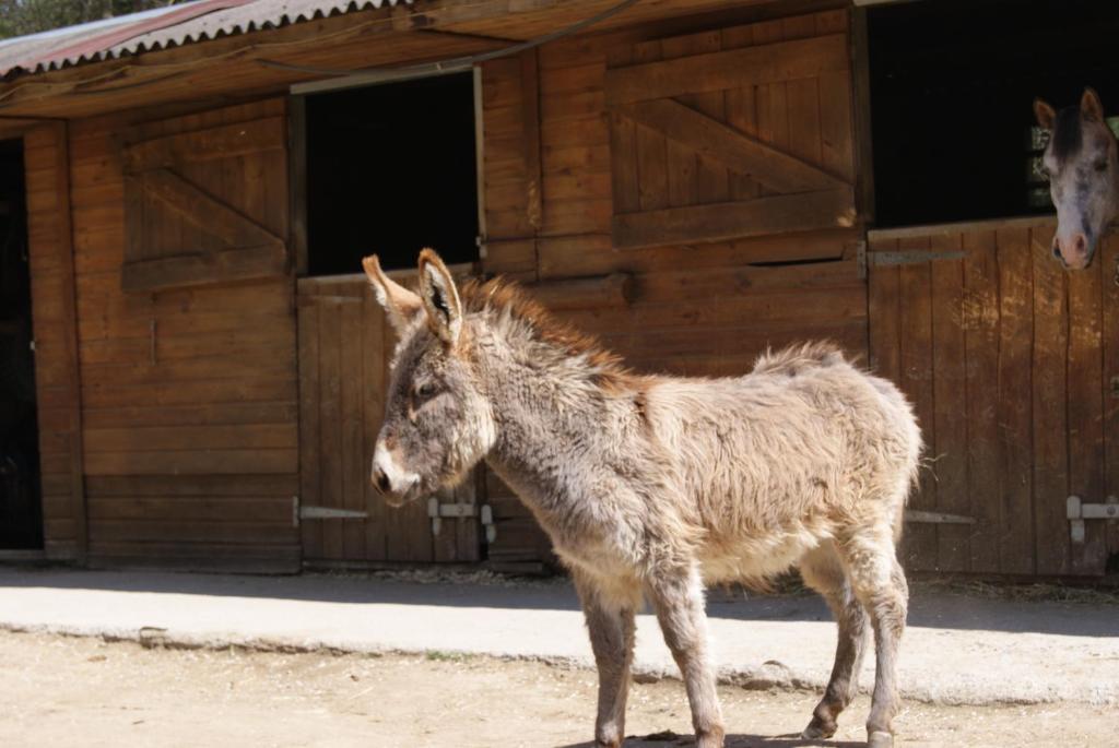 Els Torrents Otel Bellver De Cerdanya Dış mekan fotoğraf